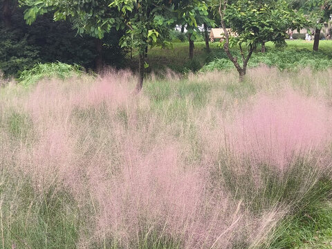 石巖濕地公園