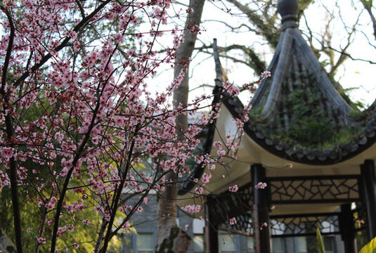 梅花