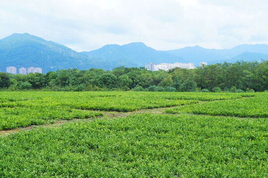 茉莉花基地
