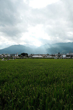 大理洱海喜洲麥田風(fēng)光