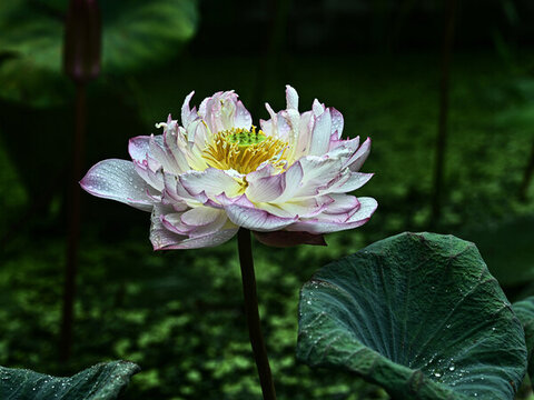 盛開(kāi)的白色荷花