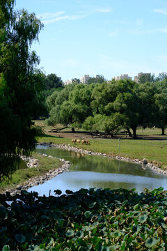 南海子公園麋鹿苑