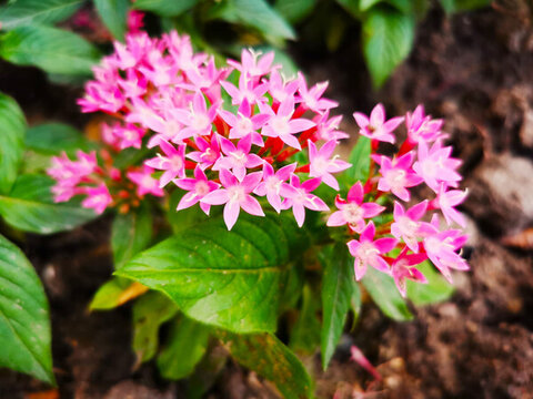 五星花