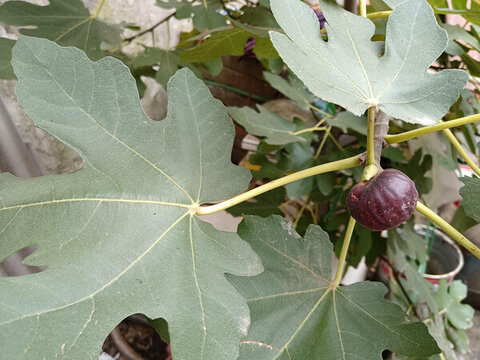 無花果樹