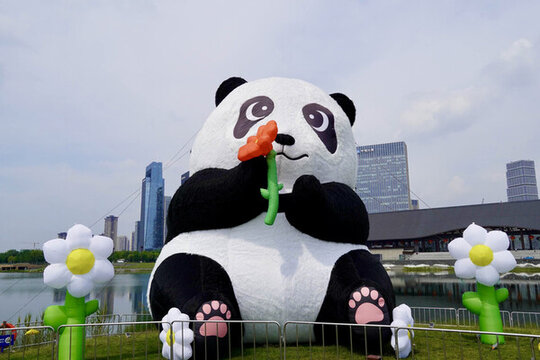 成都秦皇湖大熊貓
