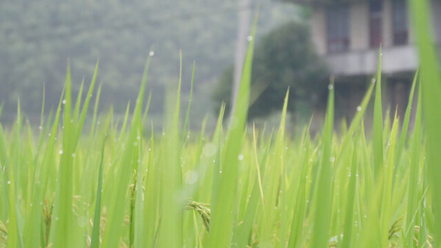 稻田中的水滴