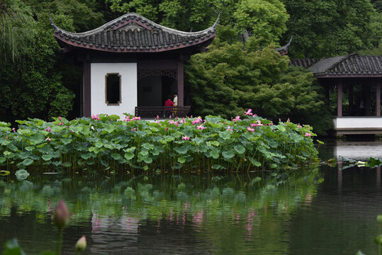 荷花池