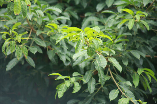 黃葛樹樹葉
