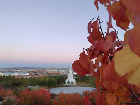 秋日紅葉