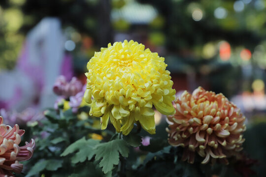 日壇公園菊花展金越山