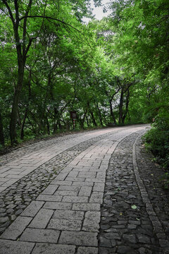 南京紫金山爬山道風(fēng)景