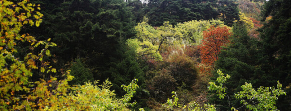 森林深處