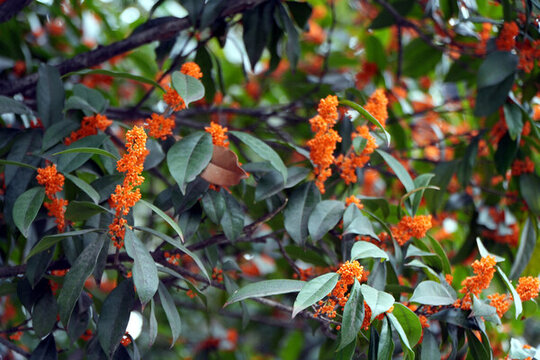 桂花