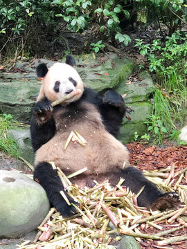 吃竹筍的熊貓