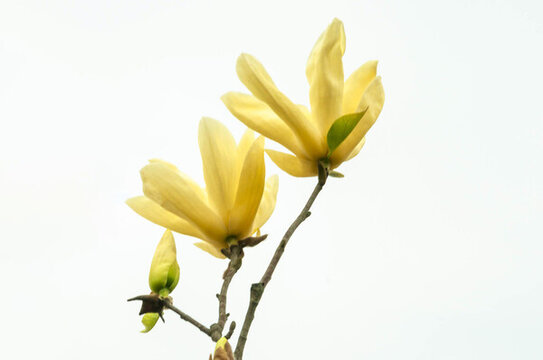 盛開(kāi)的黃玉蘭花
