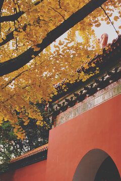 南京明孝陵絕美秋景銀杏與紅墻