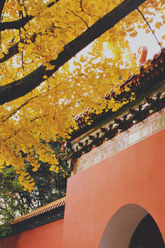 南京明孝陵金黃的秋景與紅墻輝映