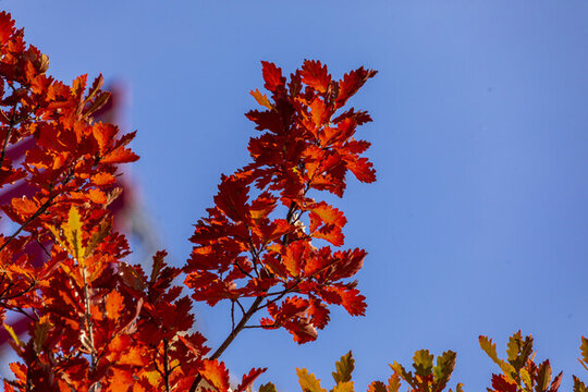 紅葉