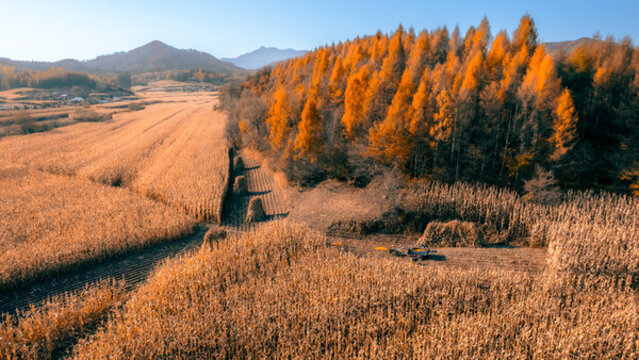 秋收季節(jié)