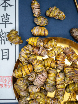 珍貴藥材鐵皮石斛