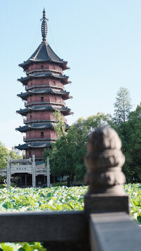 以荷葉為前景的湖州飛英公園夏季