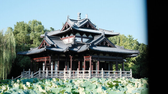 以荷葉為前景的湖州飛英公園夏季