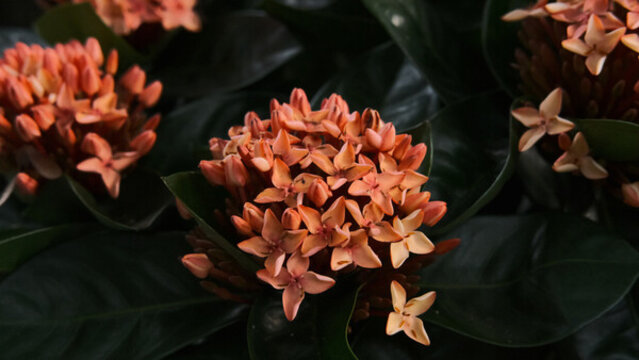 粉紅色開花植物特寫鏡頭