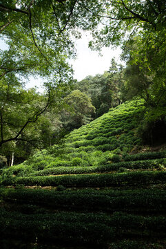 西湖龍井村