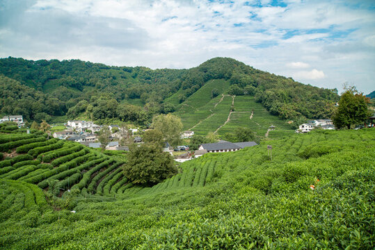 杭州龍井村