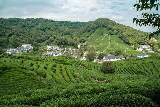 龍井茶基地