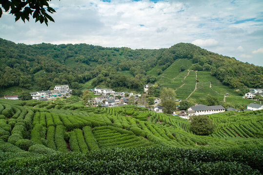 龍井茶葉梯田