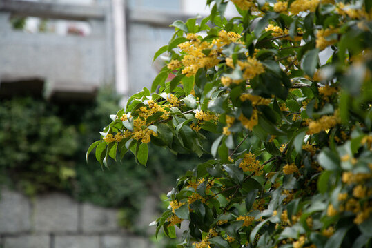 金色桂花樹