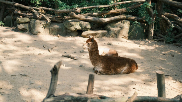 杭州動(dòng)物園里的羊駝