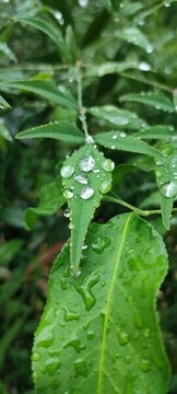 雨水珠