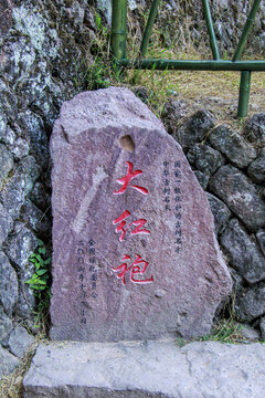 武夷山大紅袍