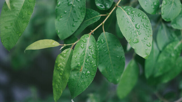 雨后綠葉