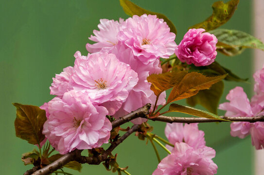 春天開(kāi)放的粉紅色櫻花
