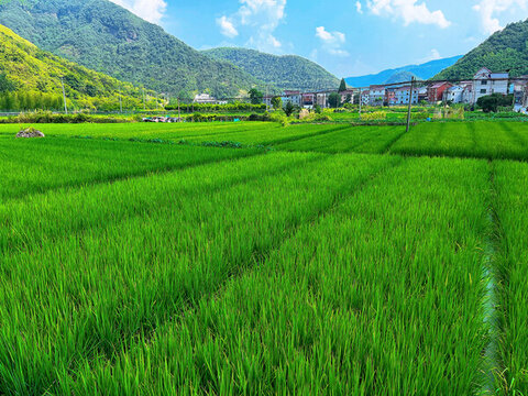 稻田