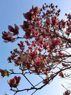 玉蘭花
