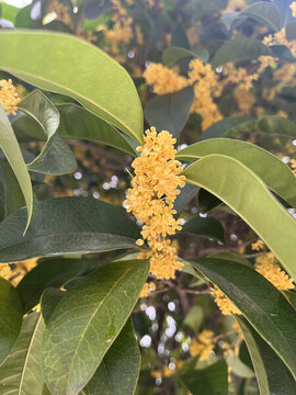 桂花