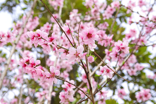 桃花