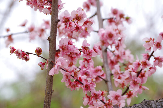 桃花