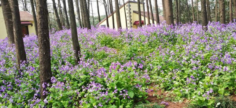 上海共青森林公園