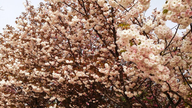 櫻花樹