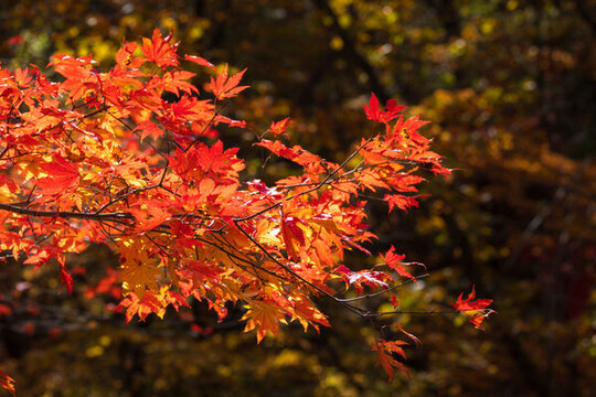 本溪關(guān)門山紅葉