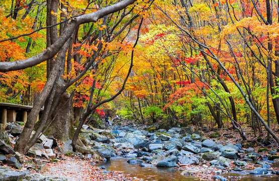 本溪關(guān)門山紅葉