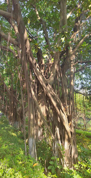 榕樹氣根須根