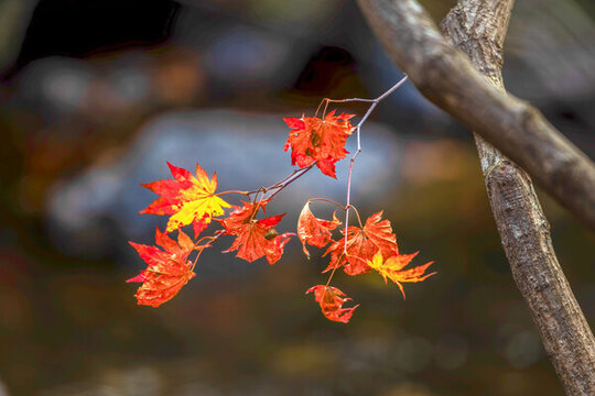 本溪大石湖紅葉
