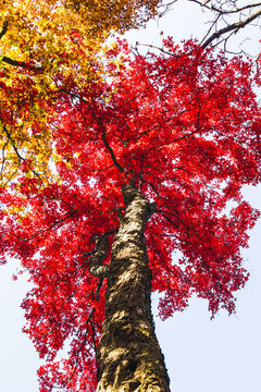 本溪老邊溝紅葉