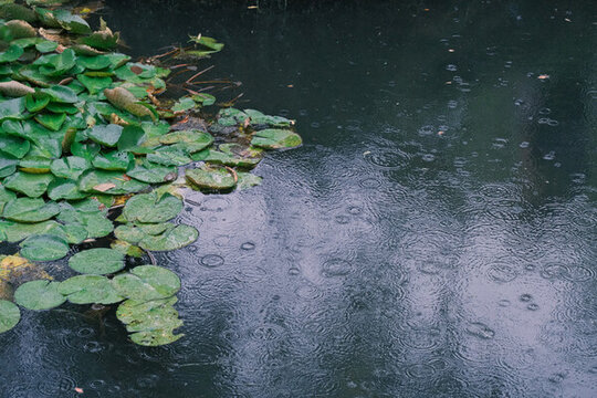 煙雨荷塘